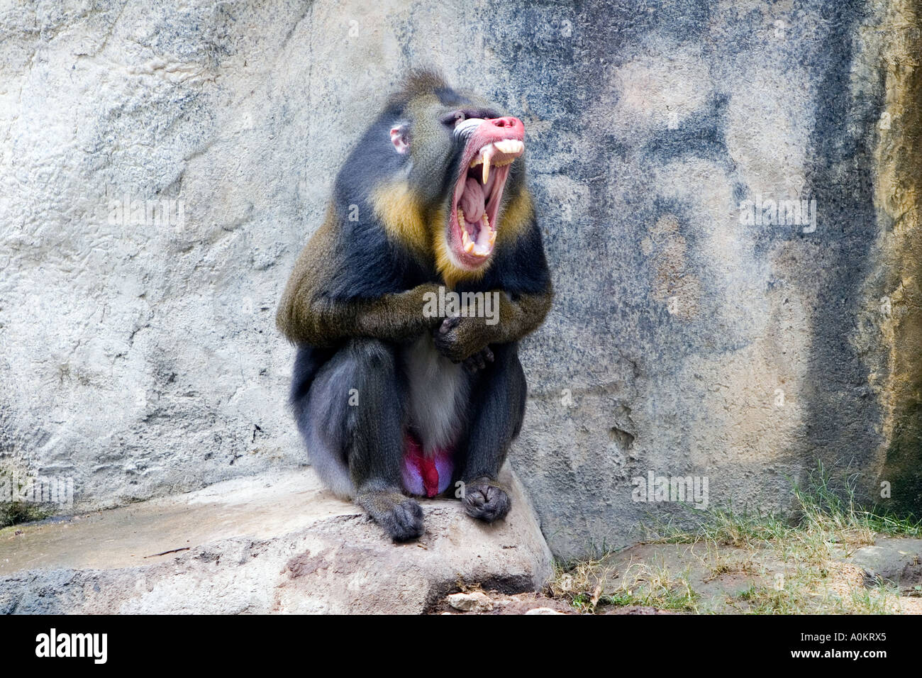 Mandril yawning Stock Photo