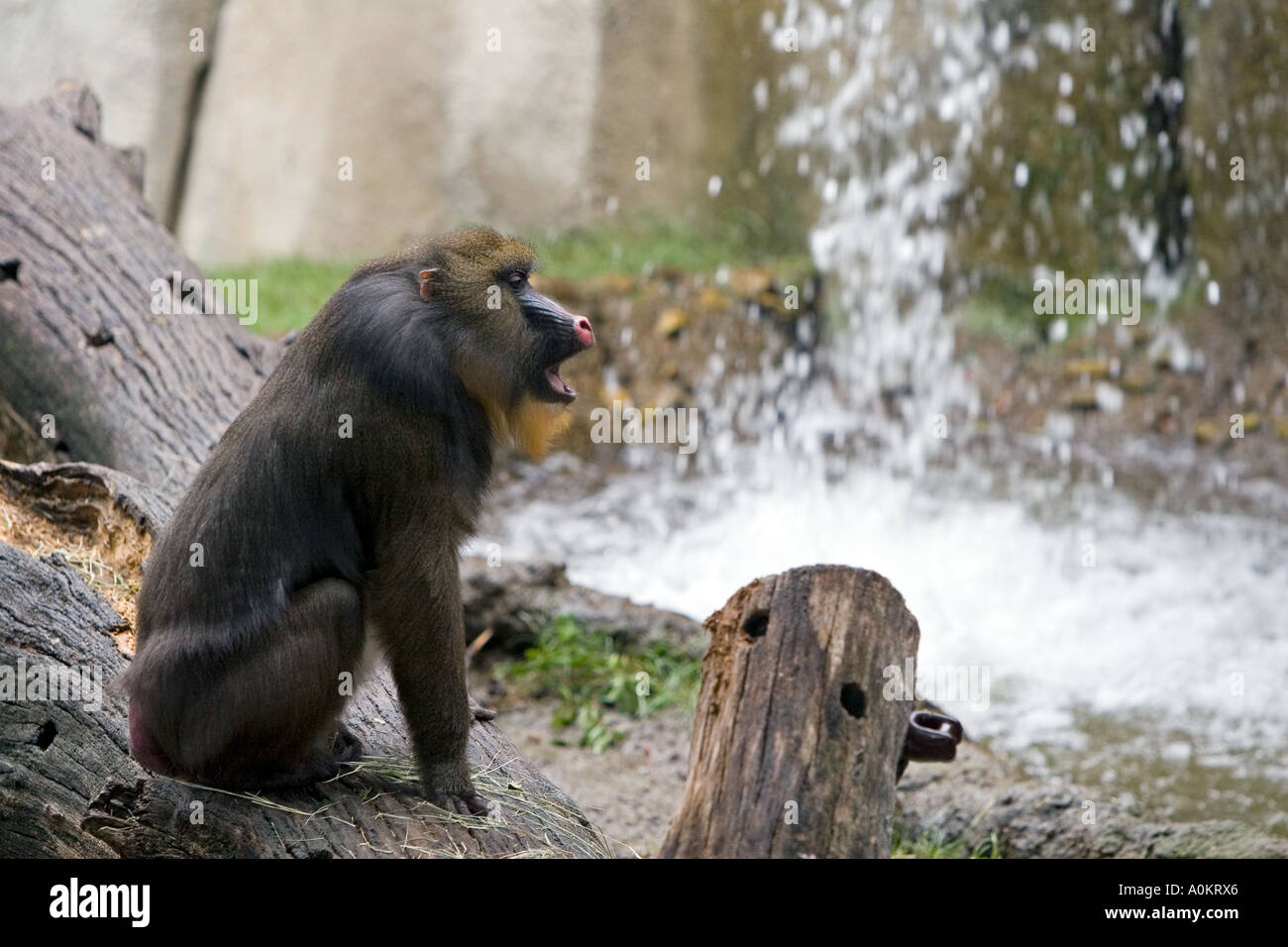 Mandril in a zoo with a waterfall Stock Photo