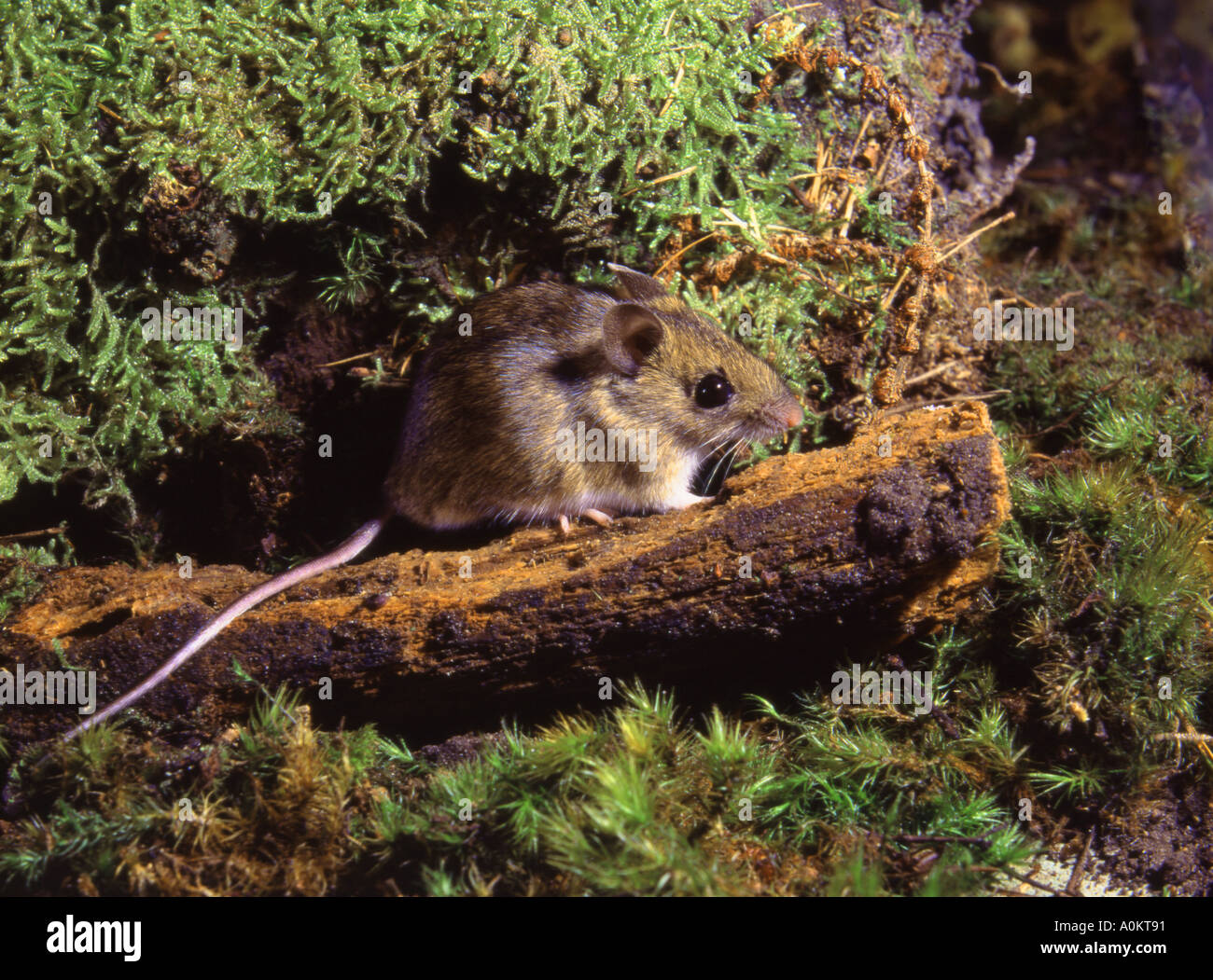 Wood Mouse. On Decaying log Surrey England Stock Photo Alamy