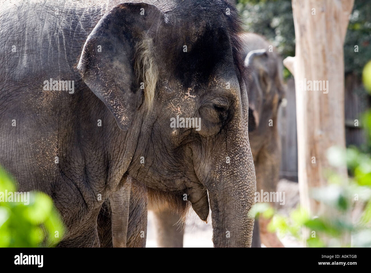 Elephant in a zoo Stock Photo