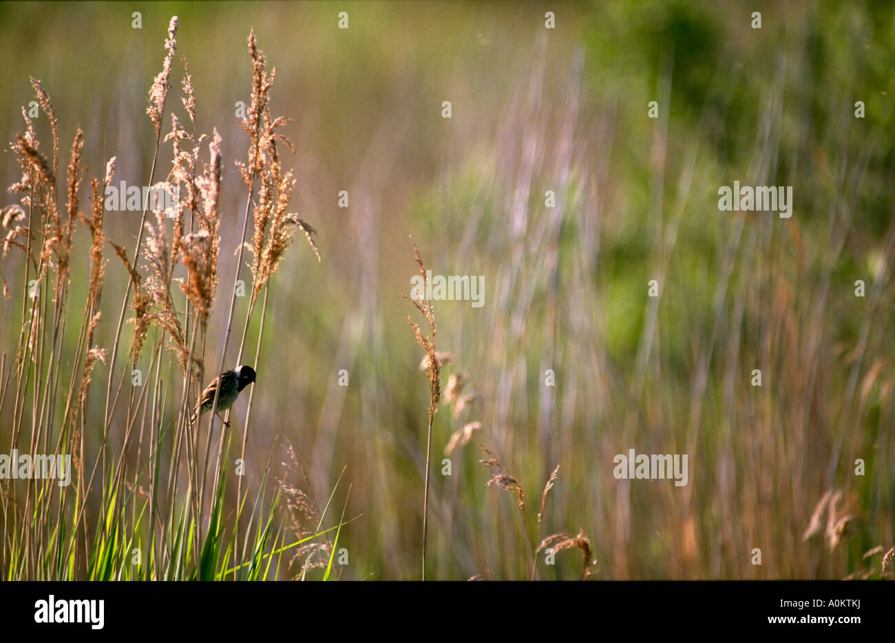 Reed bunting in reeds Stock Photo - Alamy