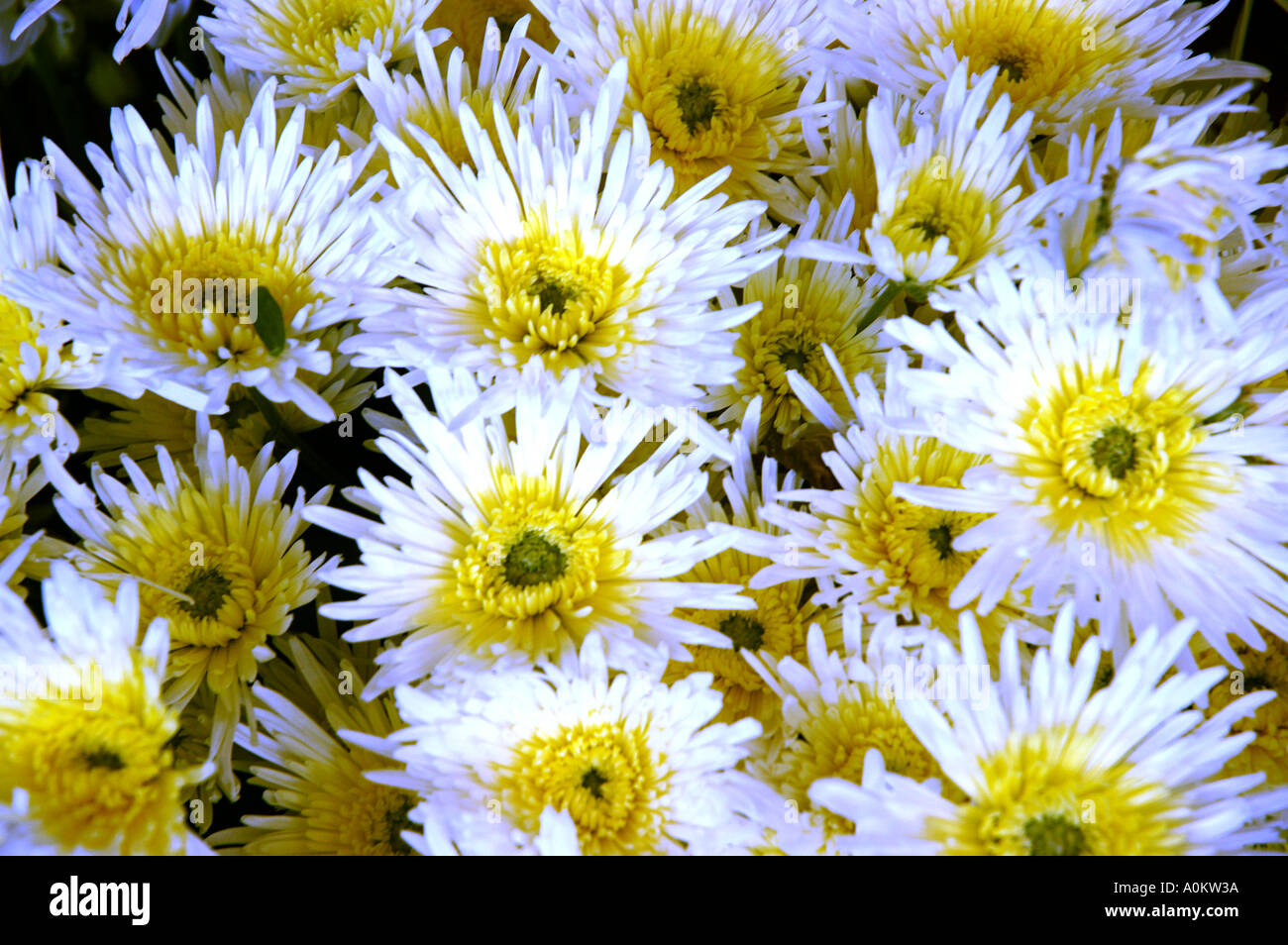 Button Chrysanthemum Scientific Name Chrysanthemum morifolium Family