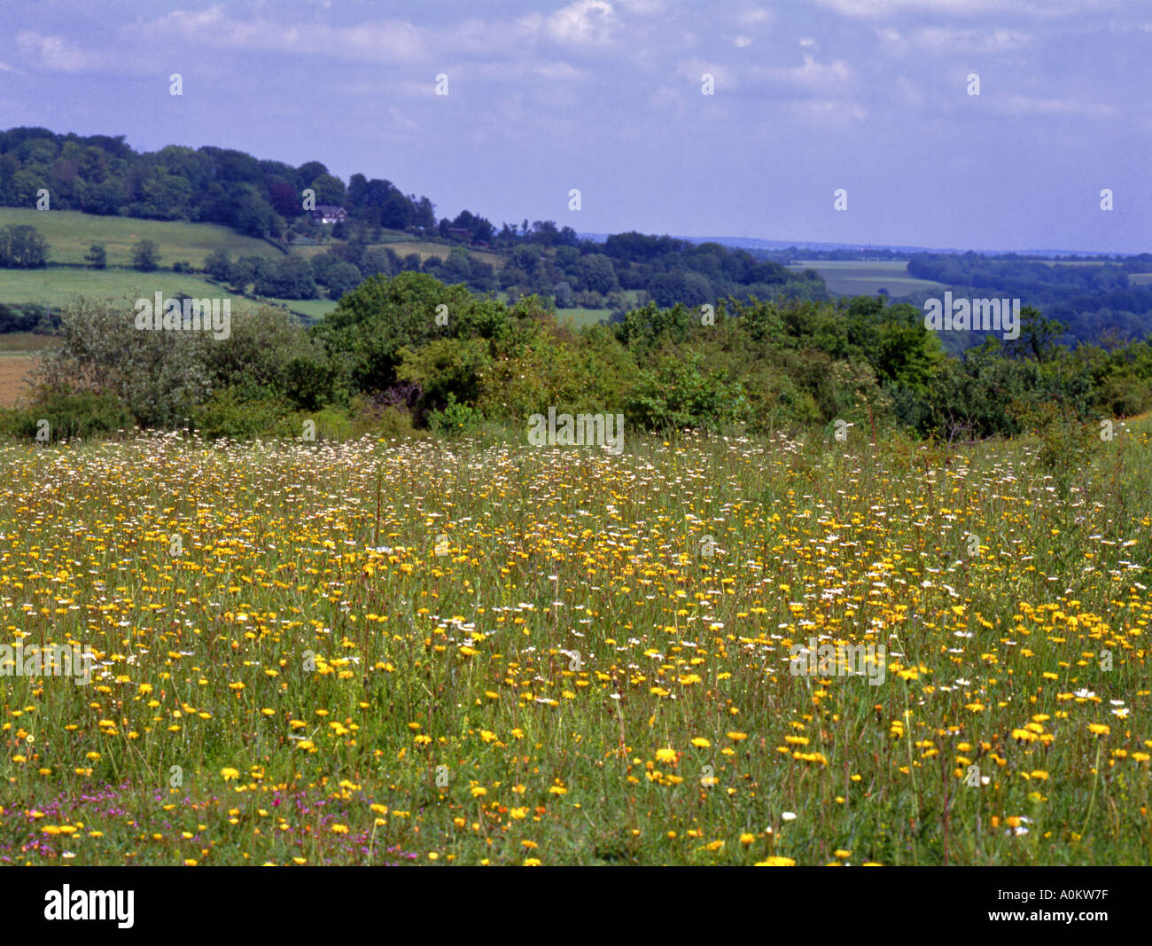 Downland flora Stock Photo
