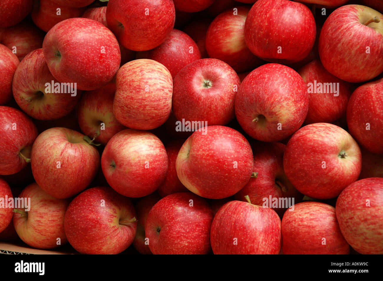Pink Lady apples on display Australia dsca 0487 Stock Photo Alamy