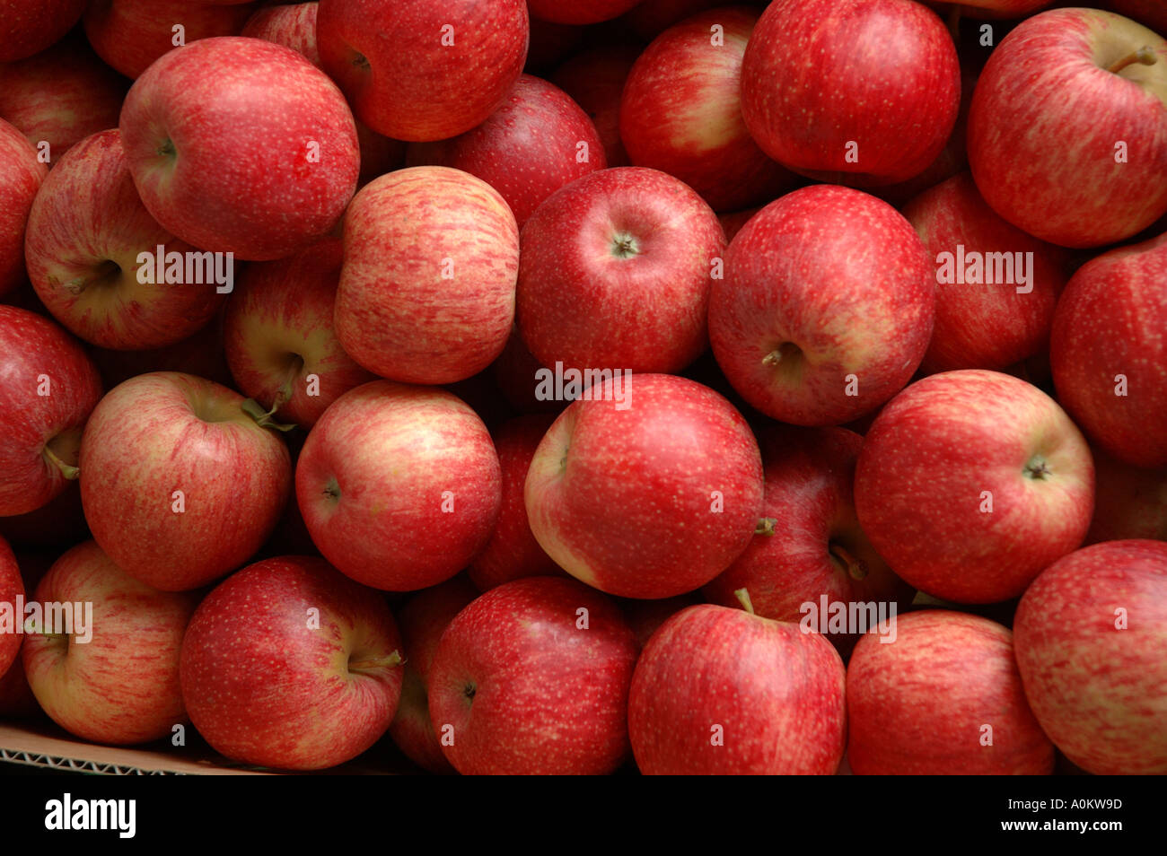 Pink Lady apples on display Australia dsca 0487 Stock Photo Alamy