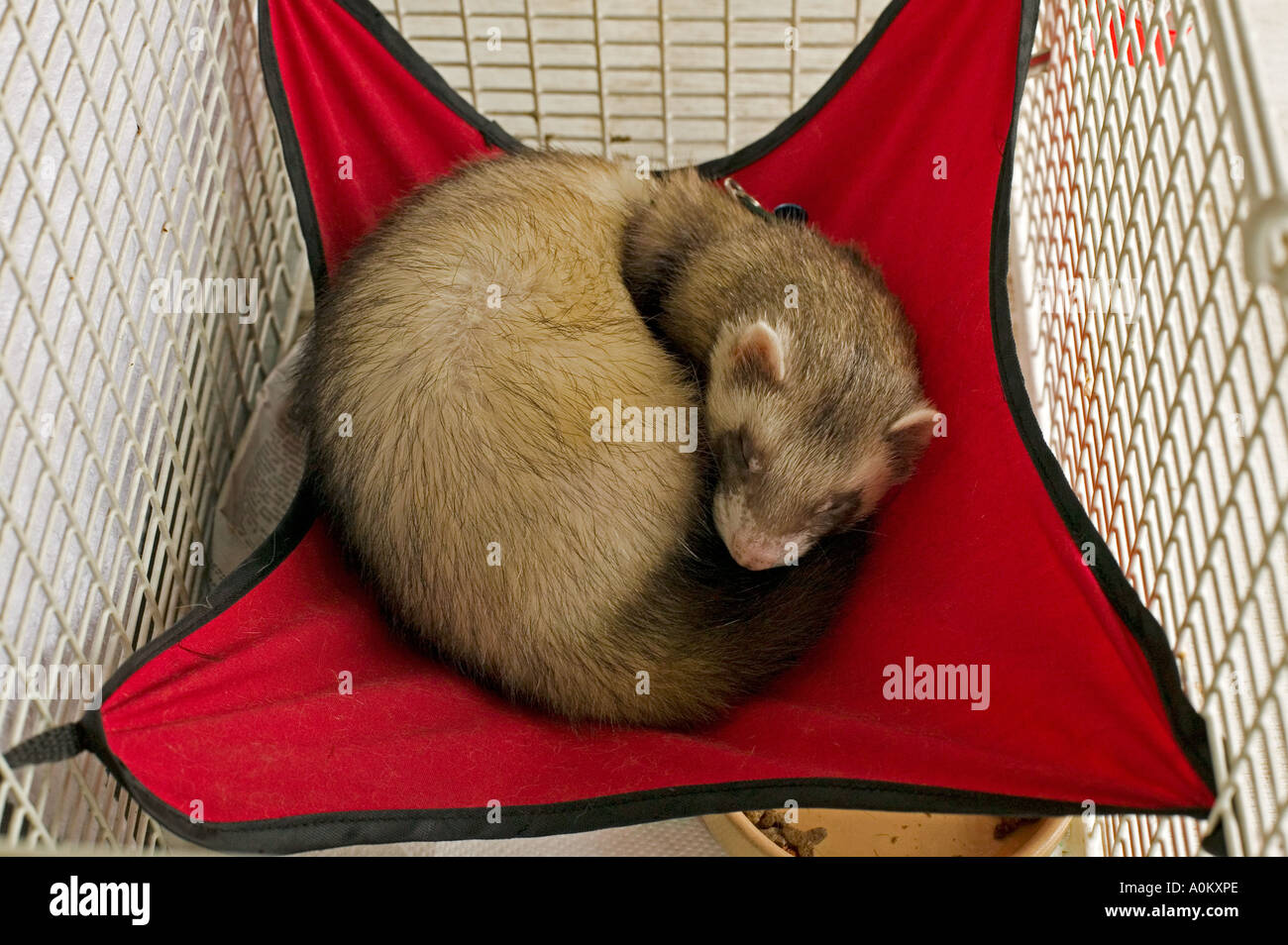 A ferret asleep in a sling style bed Stock Photo Alamy