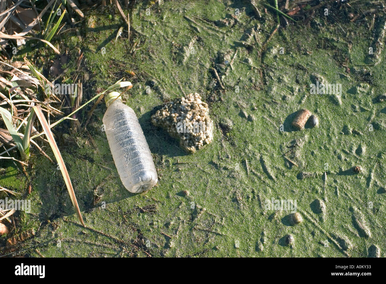 plastic bottle in a french river  Stock Photo