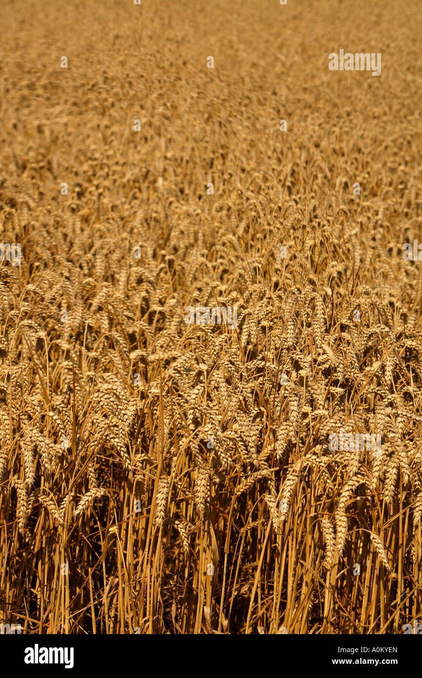 Cereal field before harvest Stock Photo - Alamy