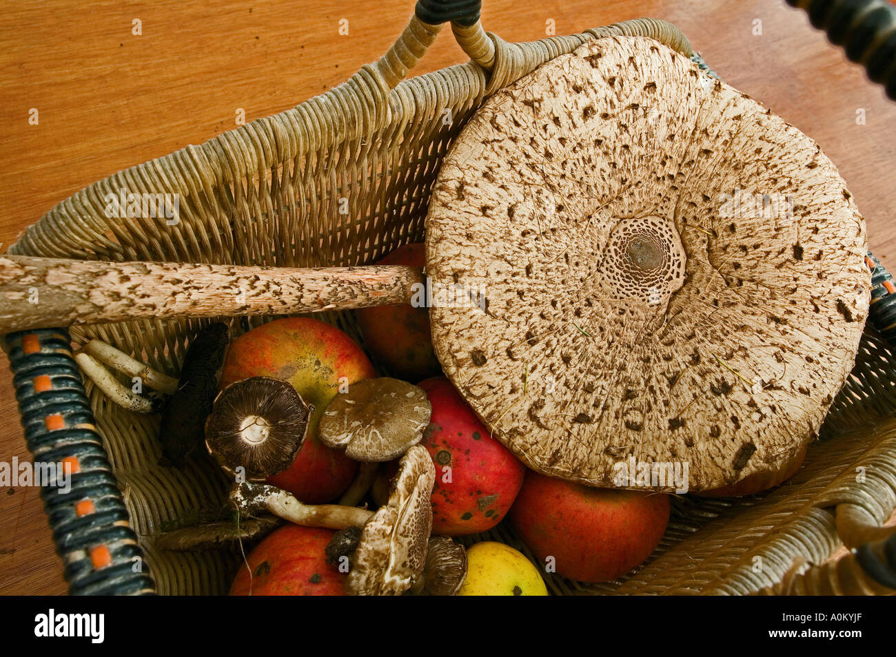 Traditional still life with parasol mushroom  windfall apples Stock Photo