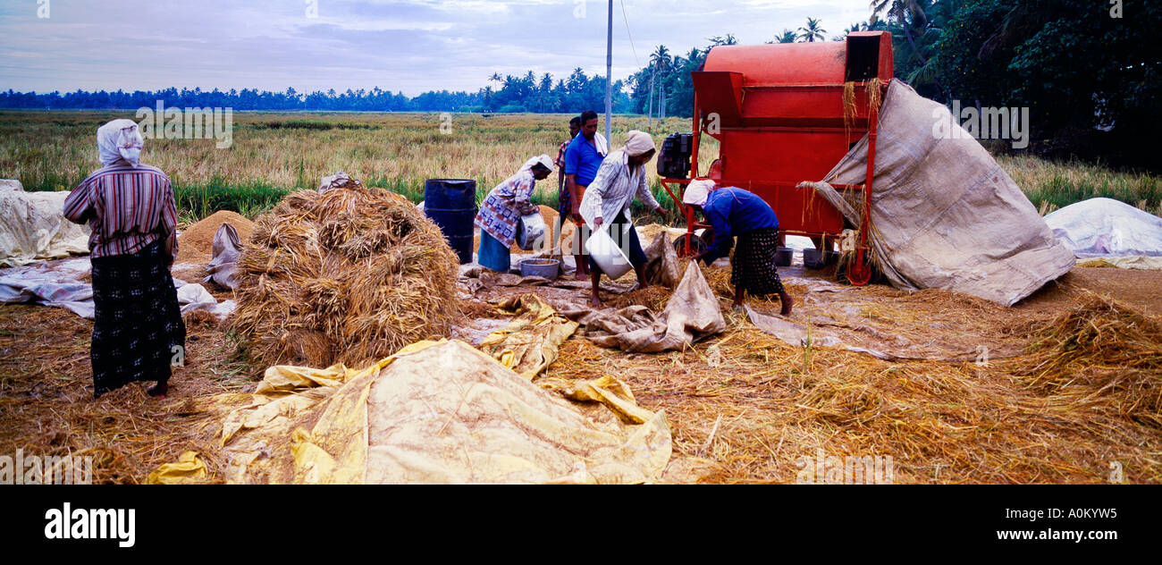 Kerala India Workers Rice Harvesting Stock Photo