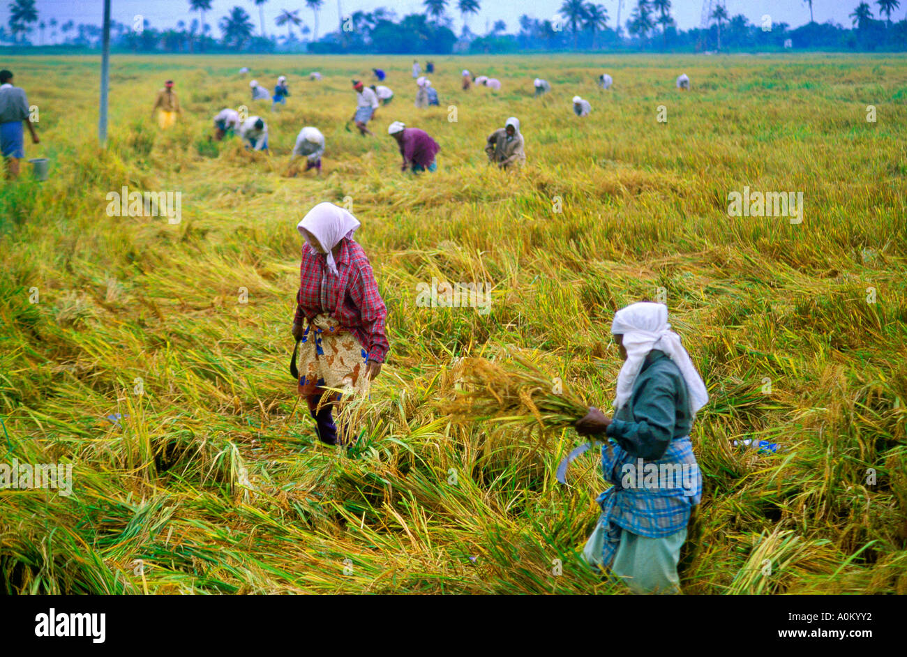 Kerala India Workers Rice Harvesting Stock Photo