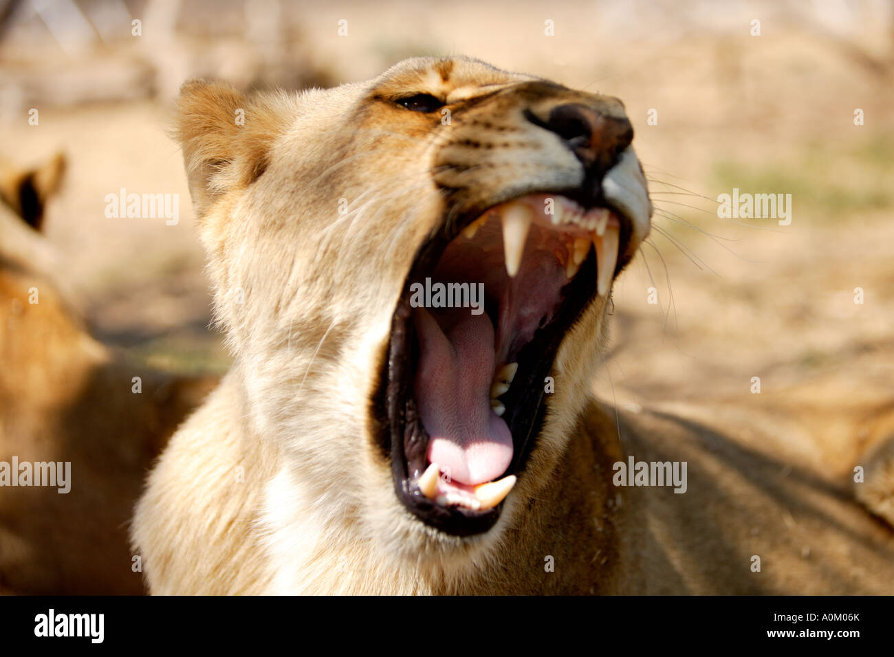 Lioness, Panthera leo krugeri. South Africa. Stock Photo