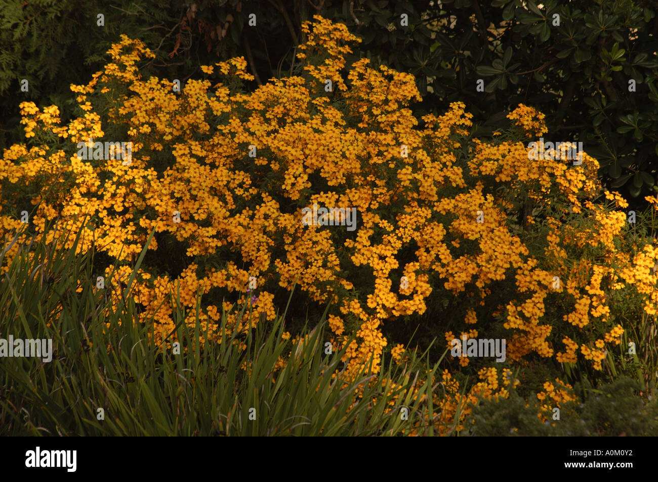 Wildflowers in the shade hi-res stock photography and images - Alamy