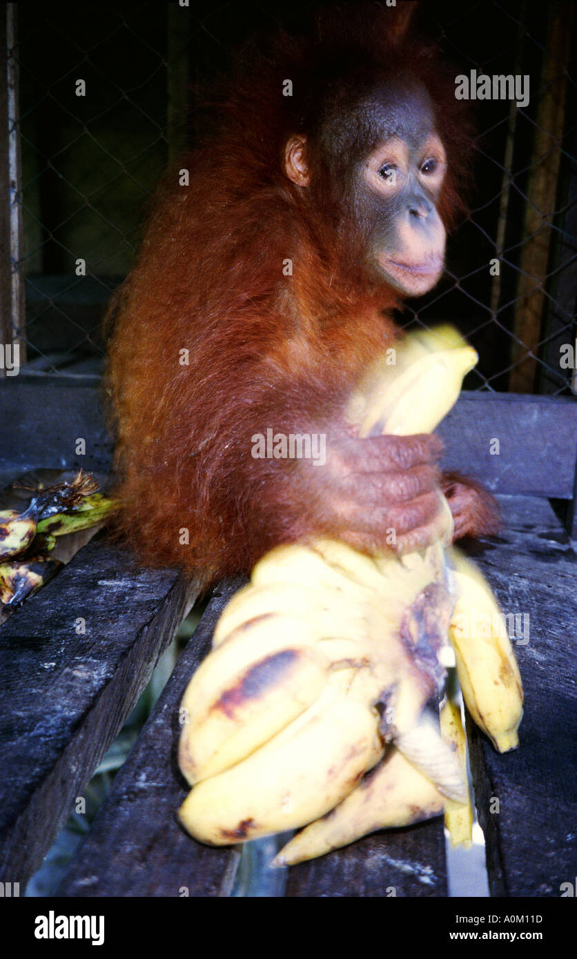 Baby Orangutan Pongo pygmaeus grabs for Banana in Tanjung Putting National Park Kalimantan Borneo Indonesia Stock Photo