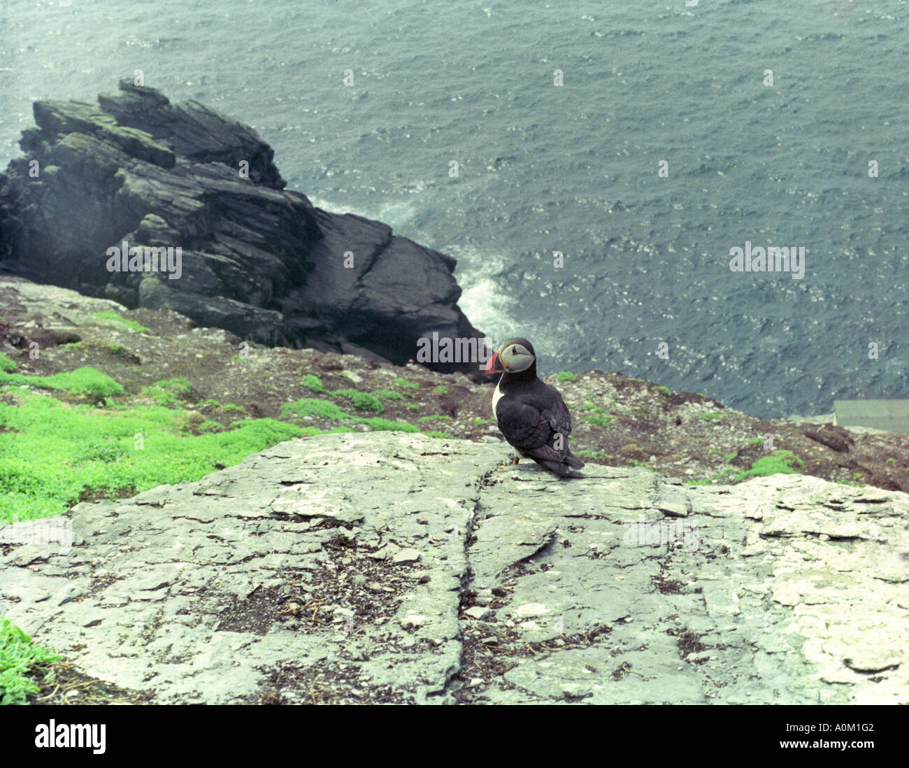A puffin on Skellig Michael, Kerry, Ireland Stock Photo