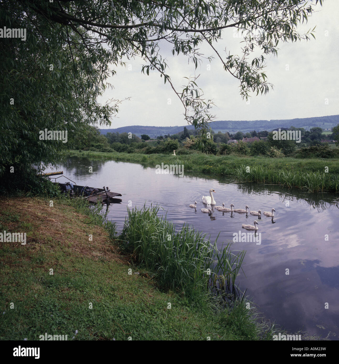 A family of swans on the Thames and Severn Canal neat Stroud on a spring day Stock Photo