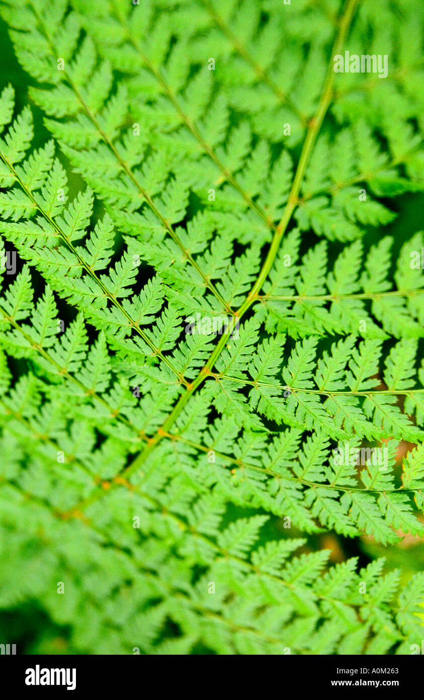Detail green fern leaf hi-res stock photography and images - Alamy