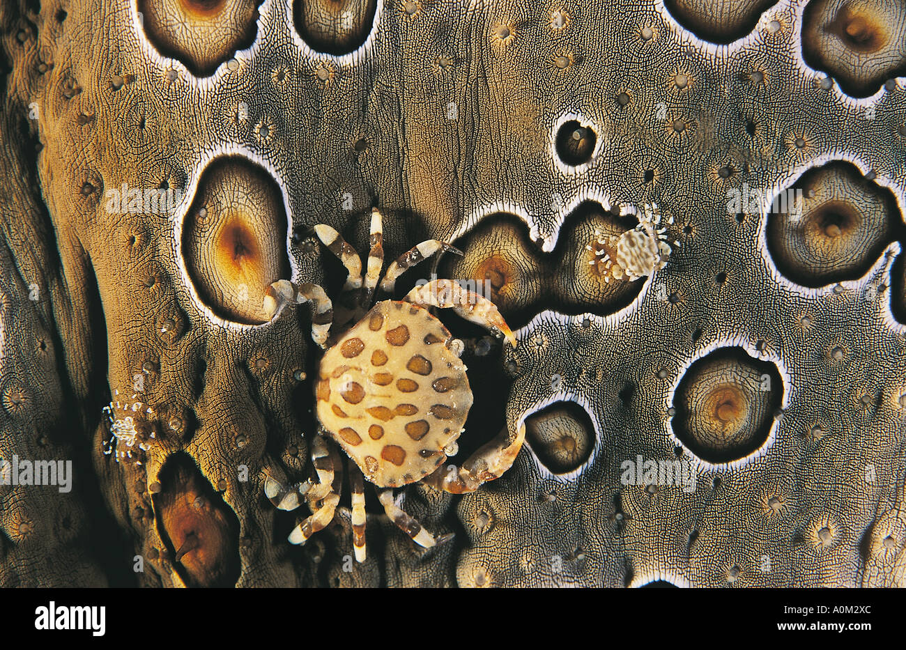 Commensal crabs on a leopard sea cucumber, Sulawesi Indonesia. Stock Photo