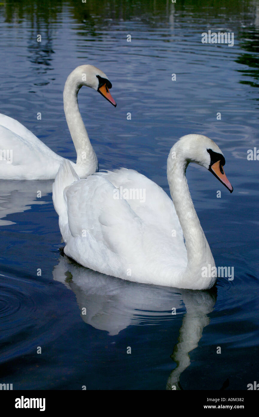 A Pair of Swans Stock Photo