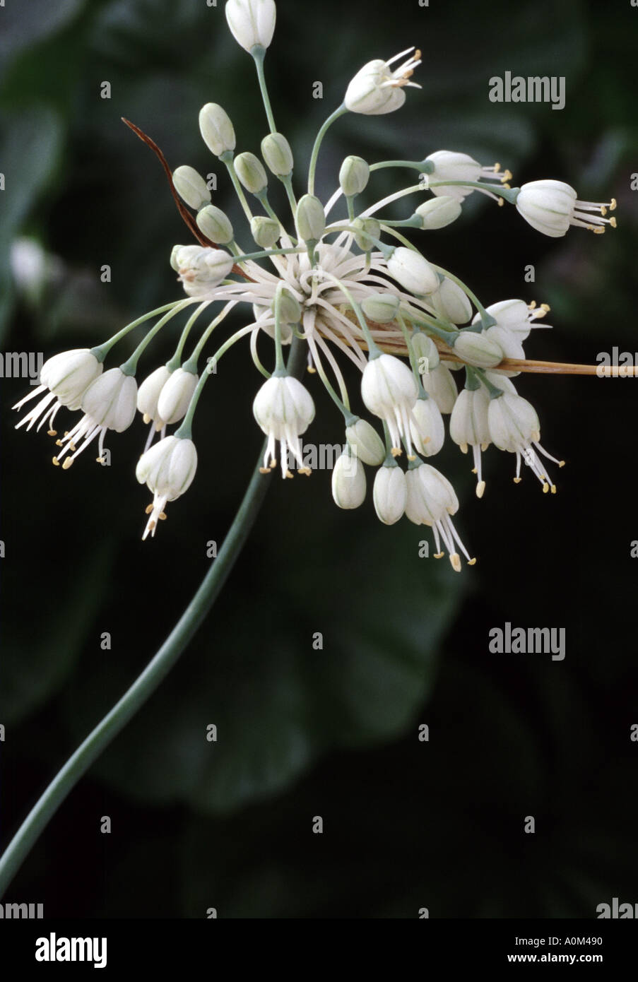Allium carinatum pulchellum forma album. AGM Ornamental Onion Stock Photo