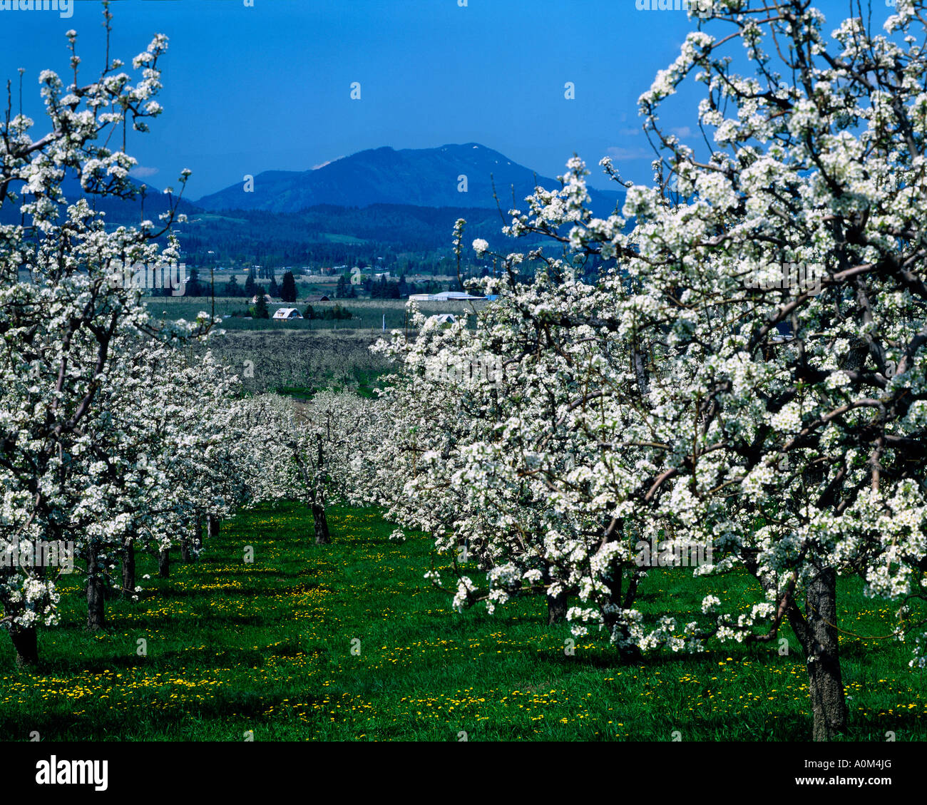 Fruit Trees Bloom In The Hood River Valley Of Northern Oregon In Spring Stock Photo Alamy