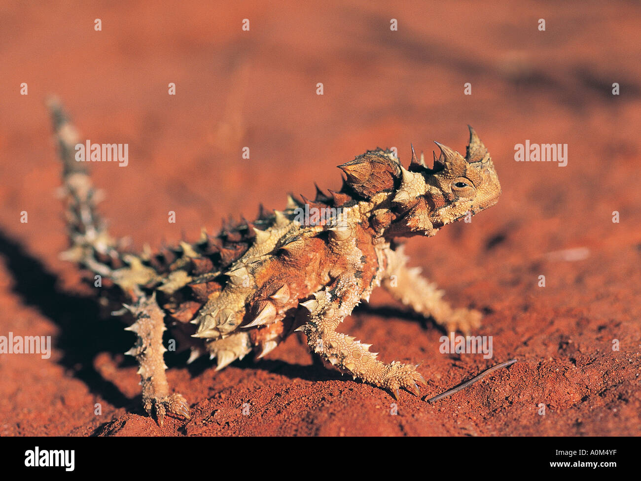 Thorny devil lizard , Moloch horridus , Australia Stock Photo