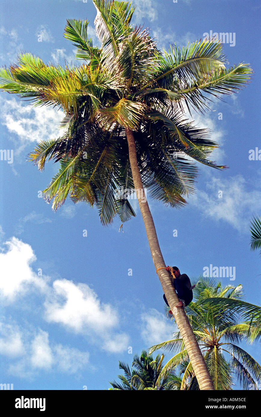 A man climbing a coconut palm tree in The Maldives Stock Photo - Alamy
