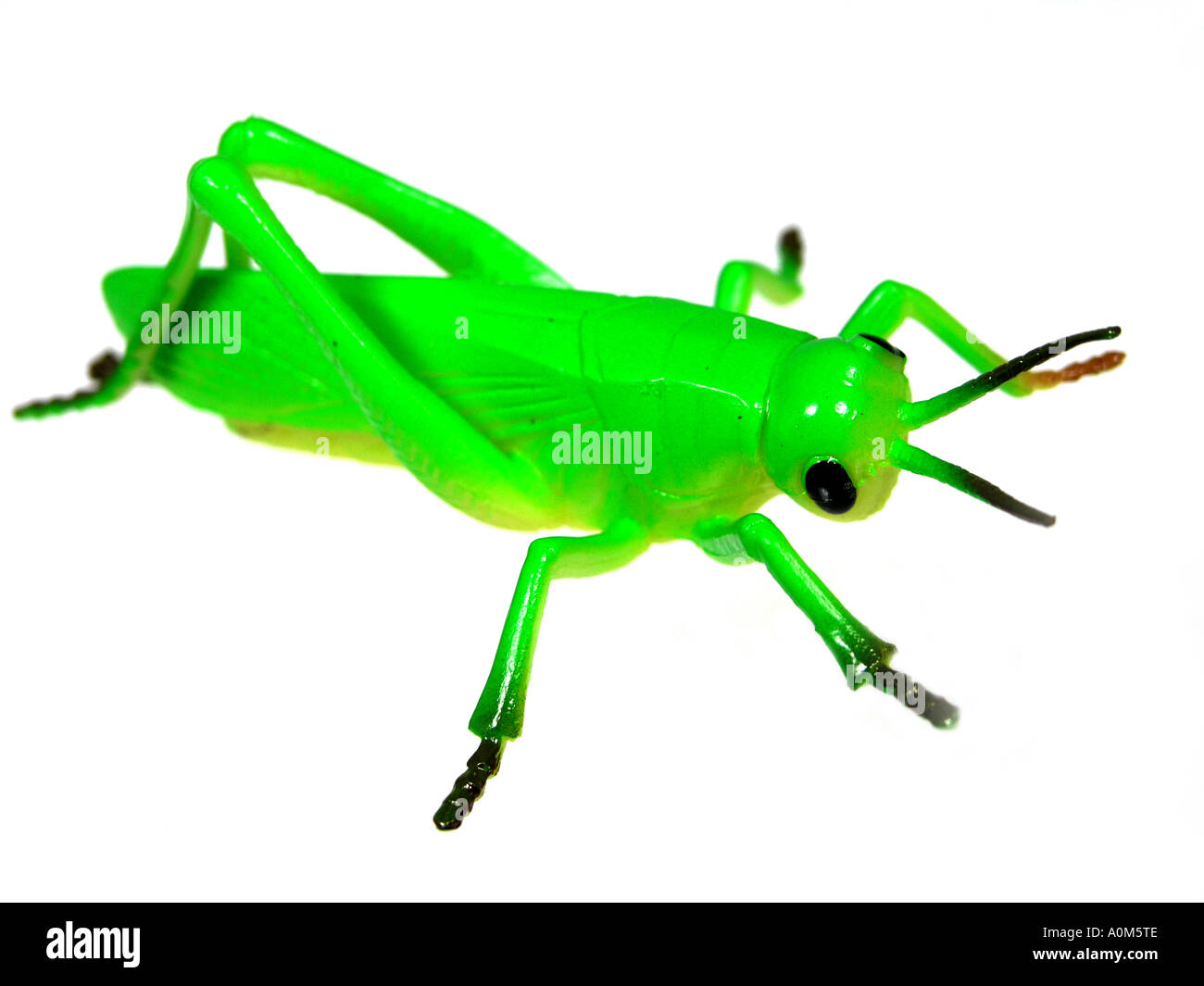 grasshopper toy