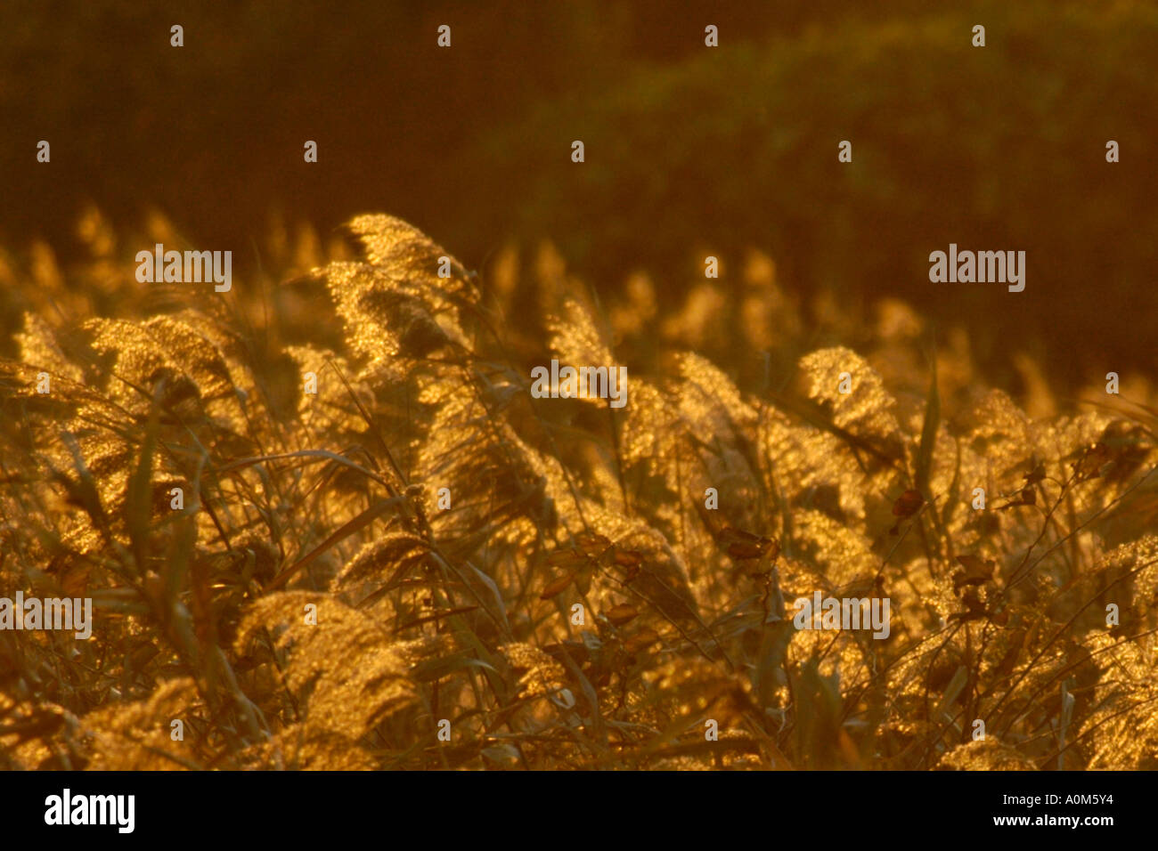 Golden glow over green hi res stock photography and images Alamy
