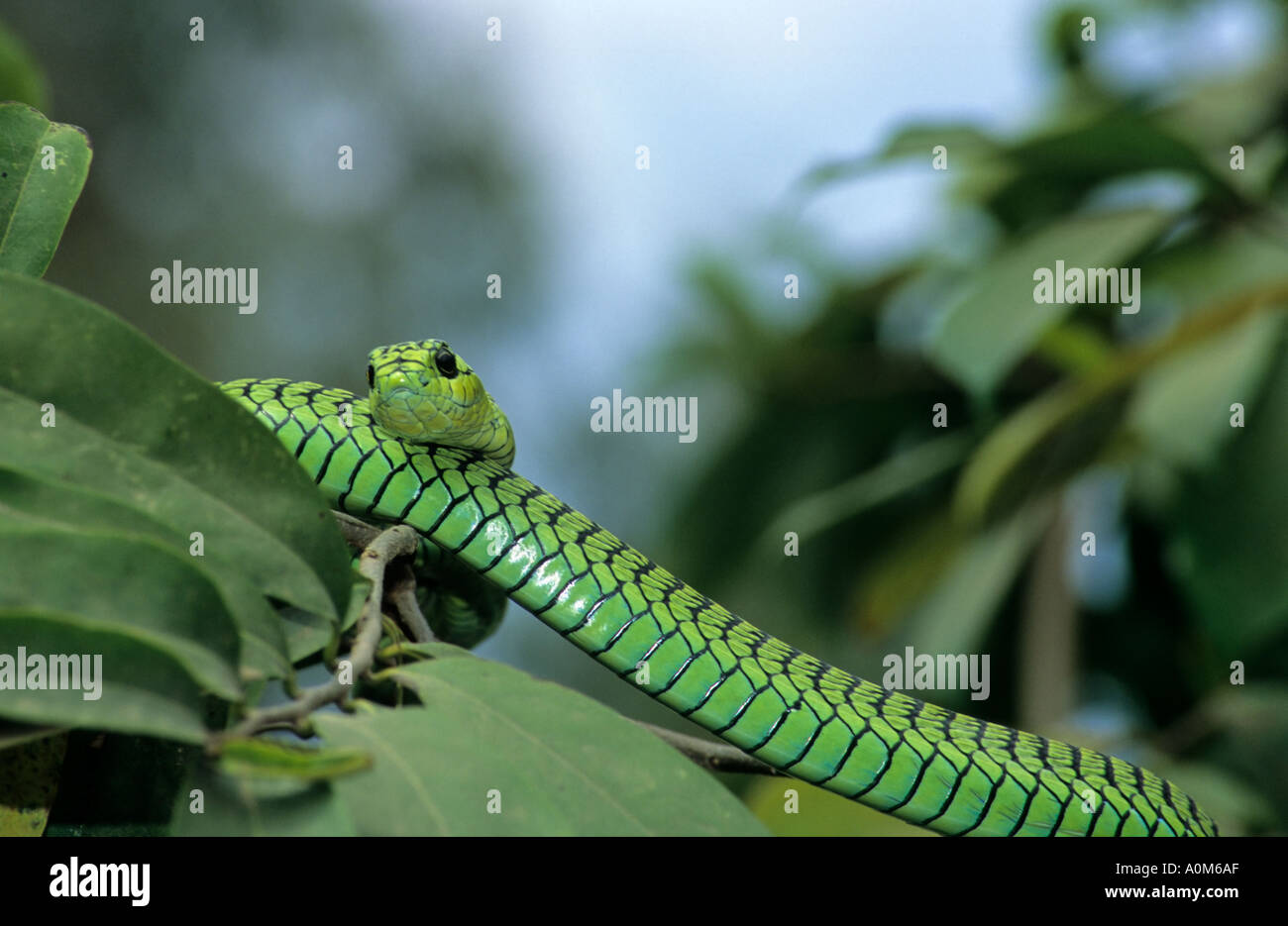 Pin Ot Polzovatelya Thana Na Doske Herpetology Pin Ot Polzovatelya Thana Na Doske Herpetology