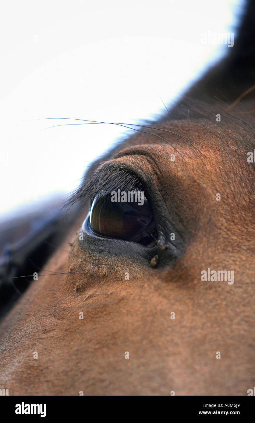 Brown horse eye Stock Photo Alamy