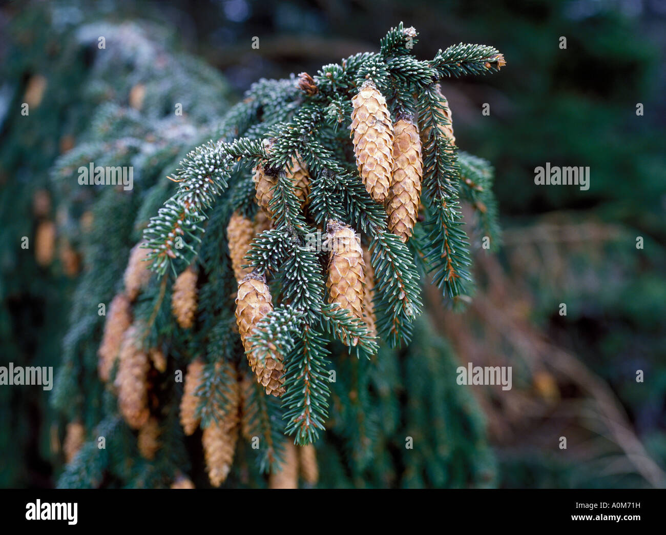 Spruce cones Stock Photo