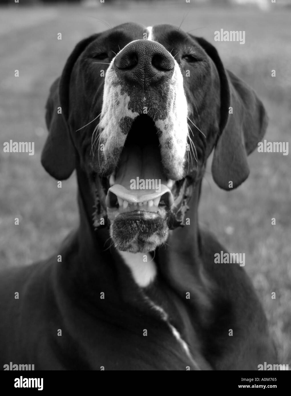 great dane dog panting Stock Photo