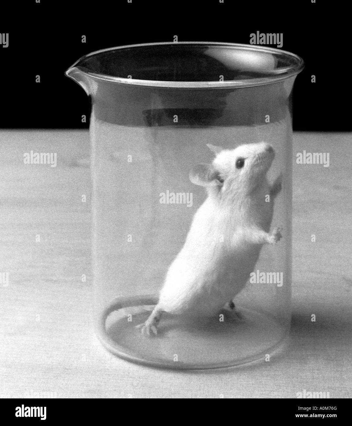 Laboratory mouse used for research Stock Photo Alamy