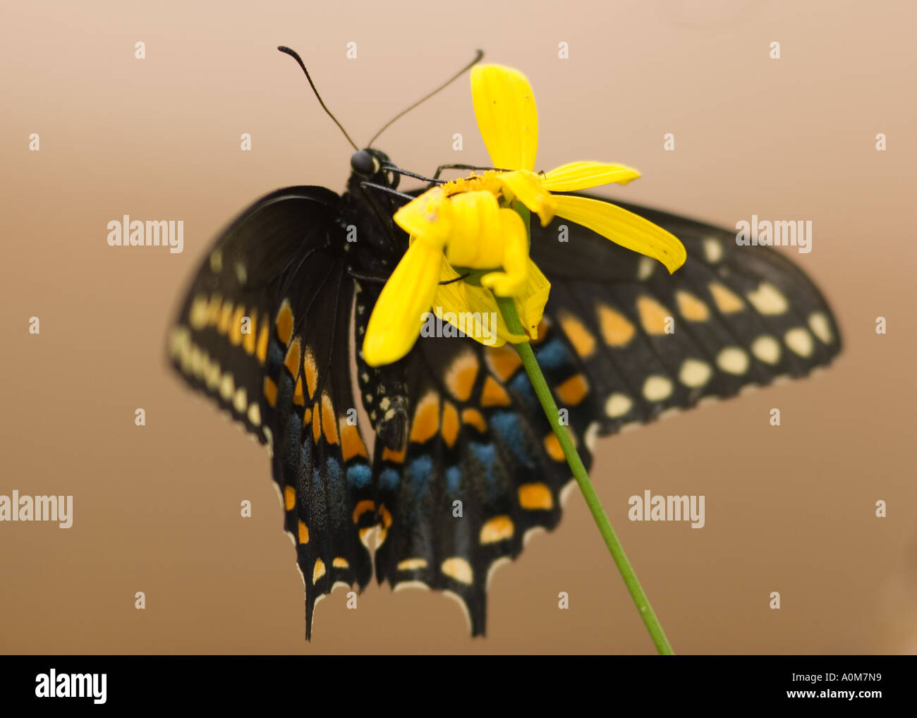 Black swallowtail butterfly Stock Photo