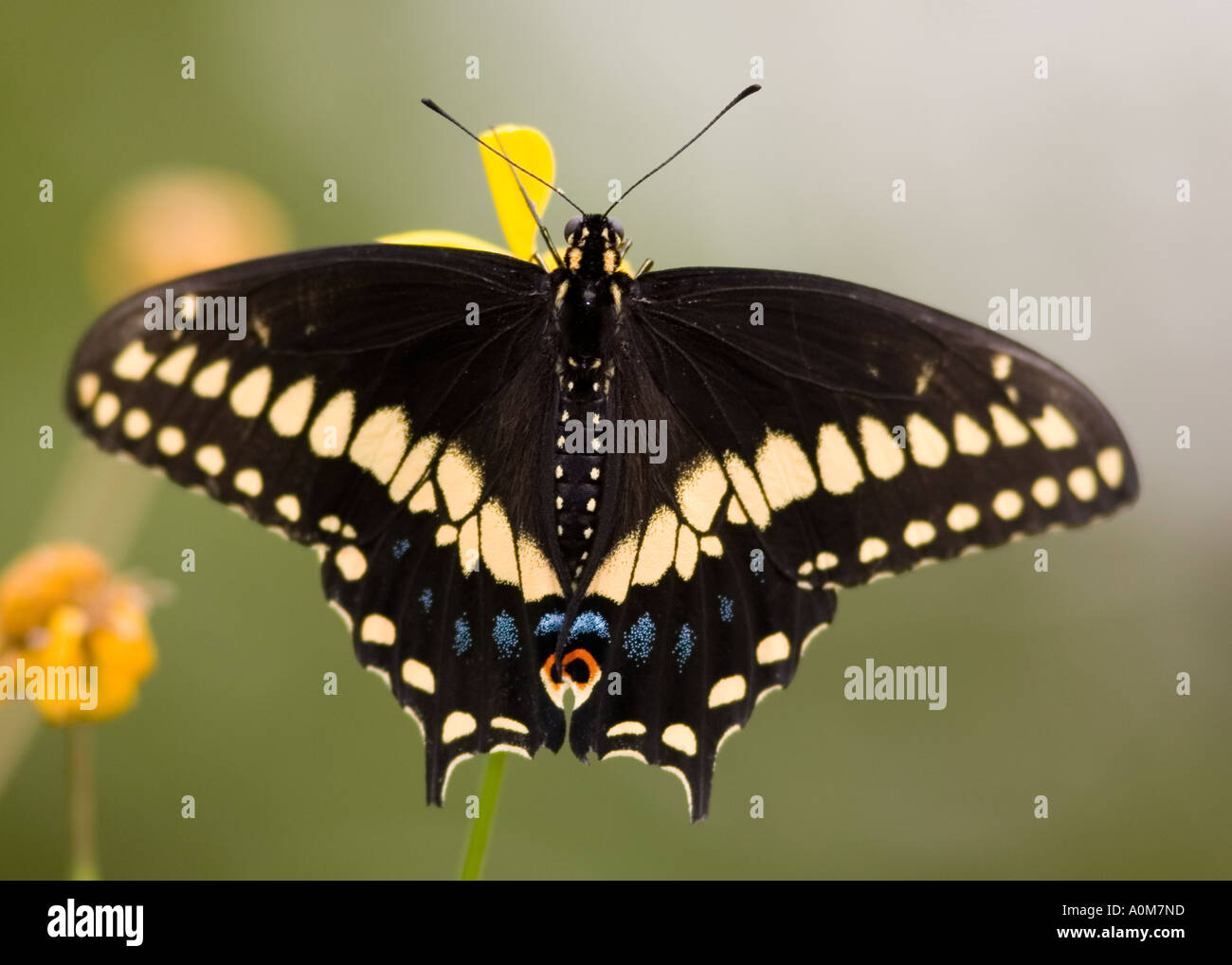 Black swallowtail butterfly Stock Photo