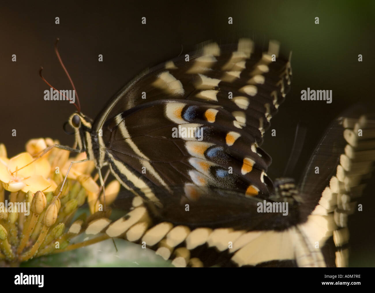Eastern Black Swallowtail butterfly Stock Photo