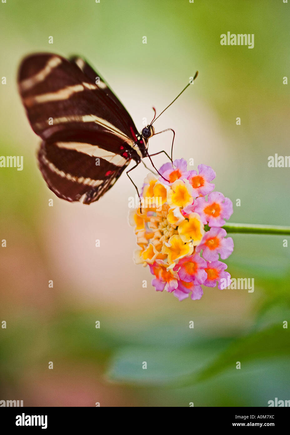 ZEBRA LONGWING BUTTERFLY Stock Photo Alamy