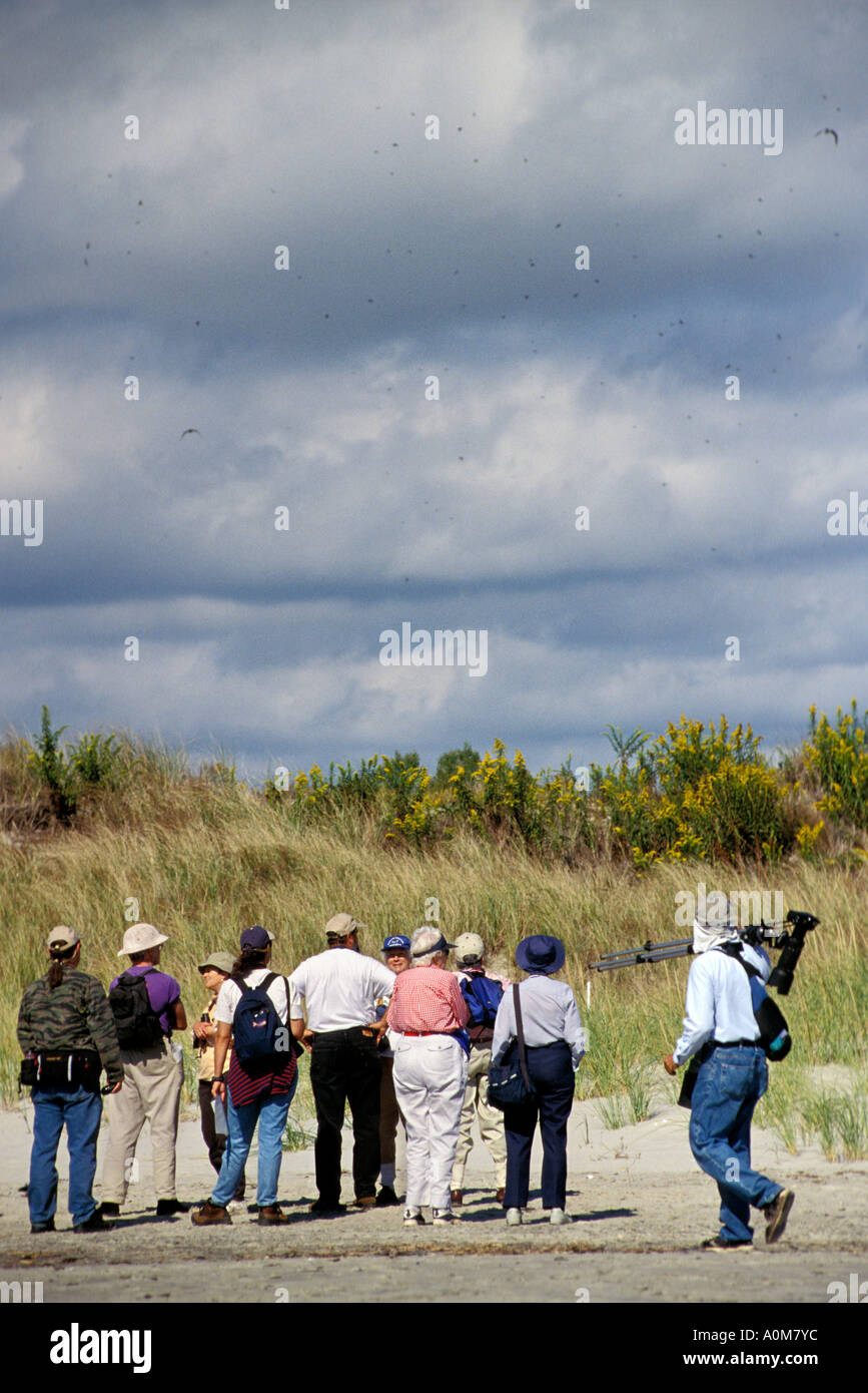 Cape may nj bird hires stock photography and images Alamy