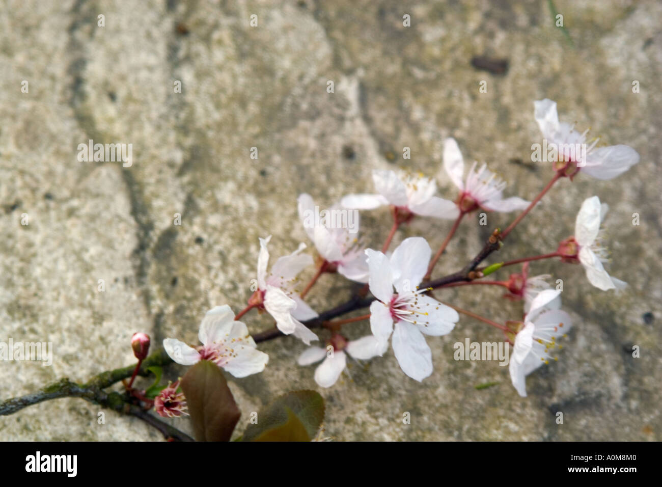 Blossom rock hi-res stock photography and images - Alamy
