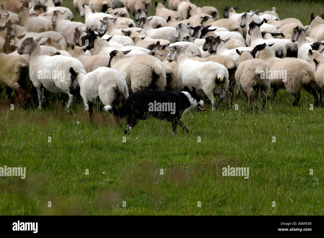 Herd of Sheep Being Herded by Sheep Dog Stock Photo