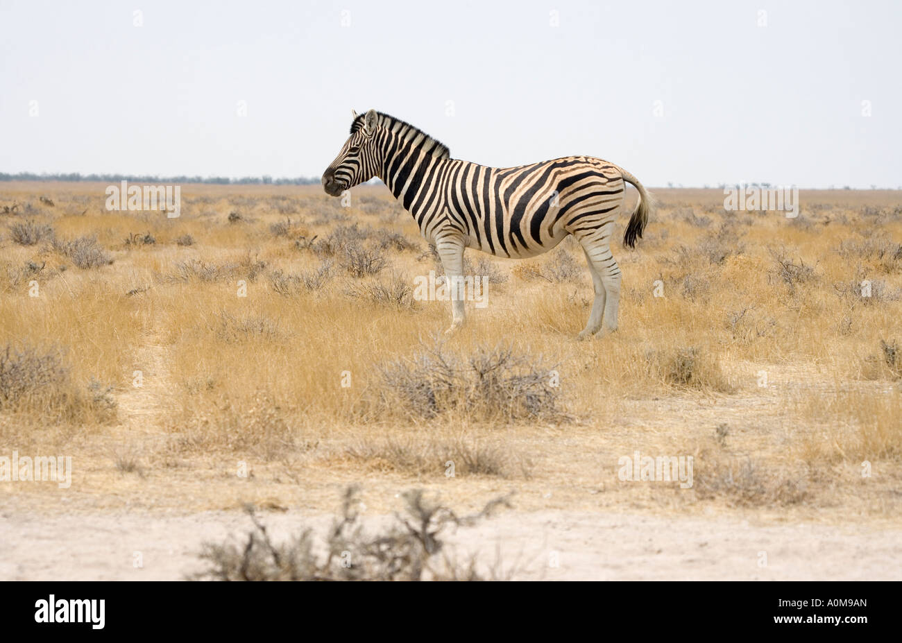 Zebra Etosha National Park Namibia Stock Photo - Alamy