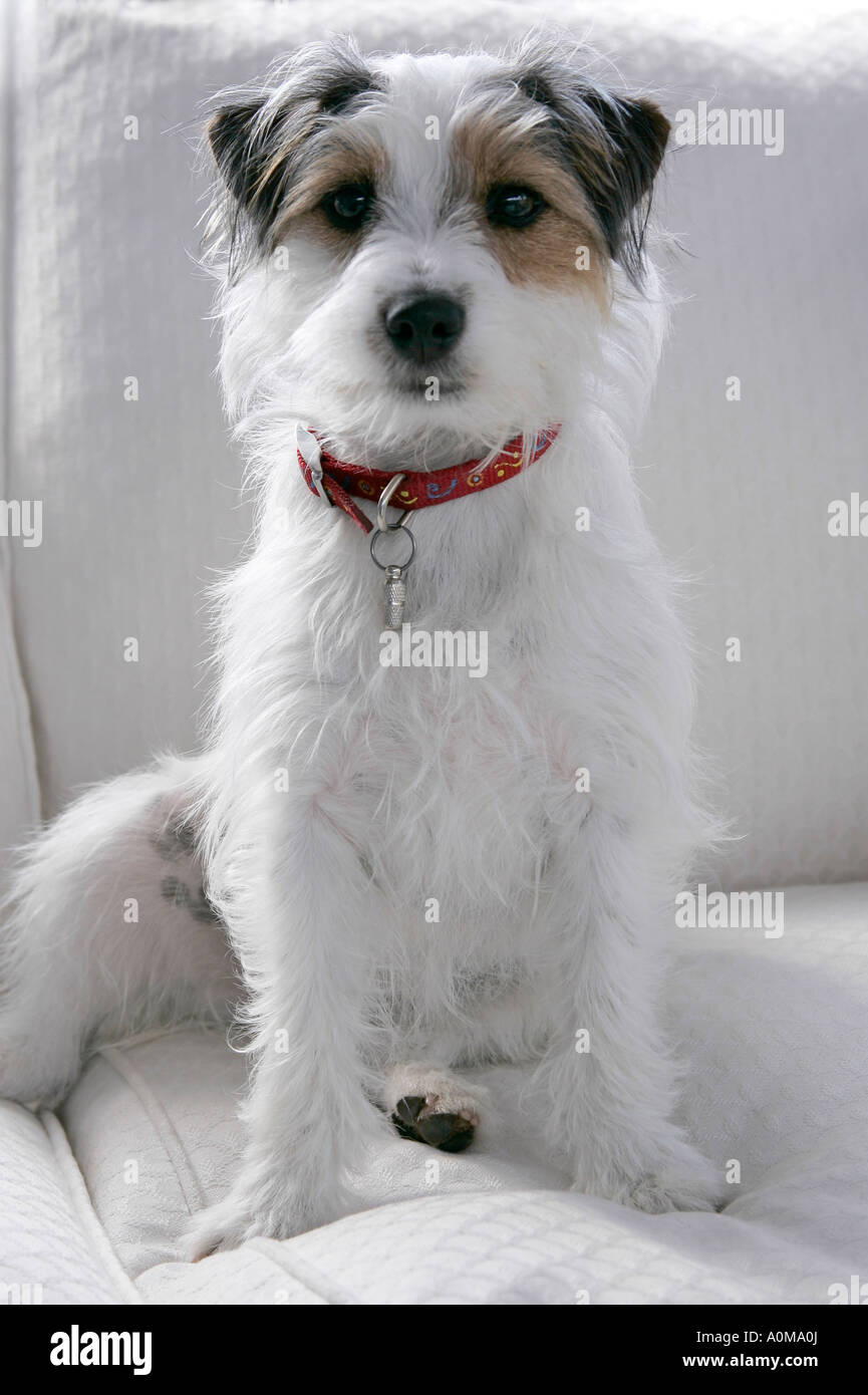 A Small White And Tan Rough Coated Jack Russell Terrier Dog Sitting On The  Grass, Looking It Is Known For Being Confident Stock Photo Alamy |  ophirah.nl