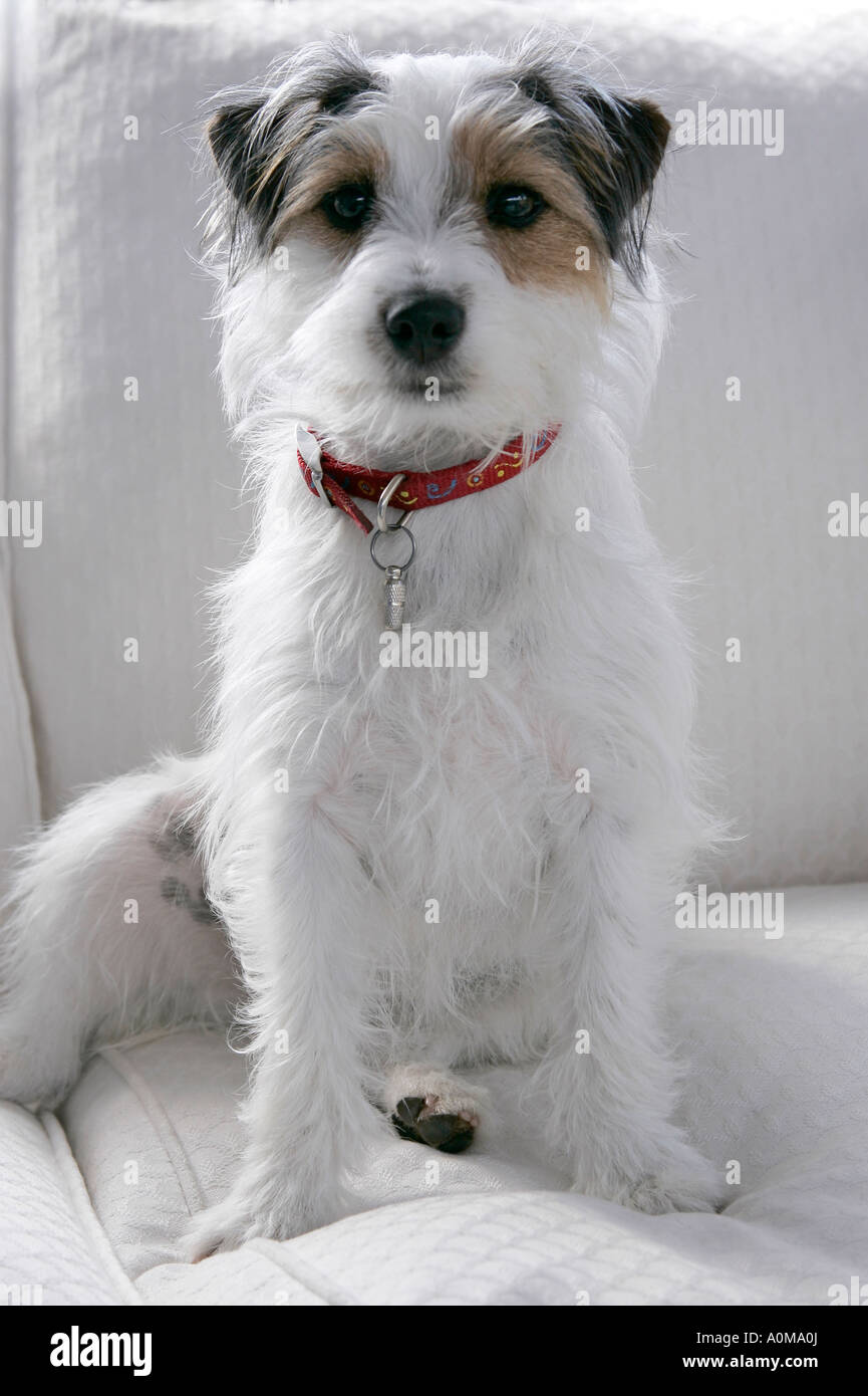 Broken coat russell terrier discount