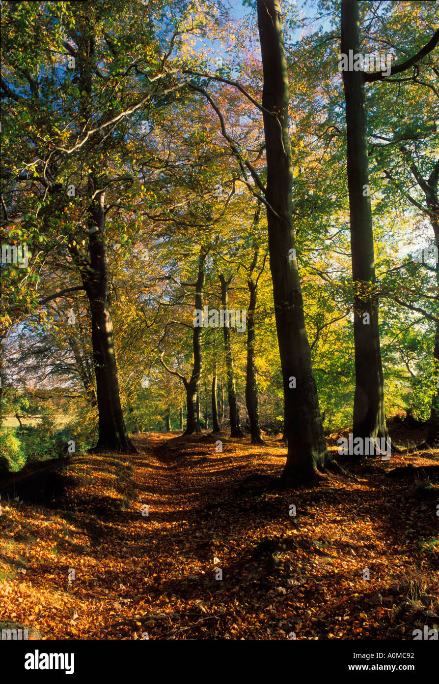 Artists Lane High Resolution Stock Photography and Images Alamy