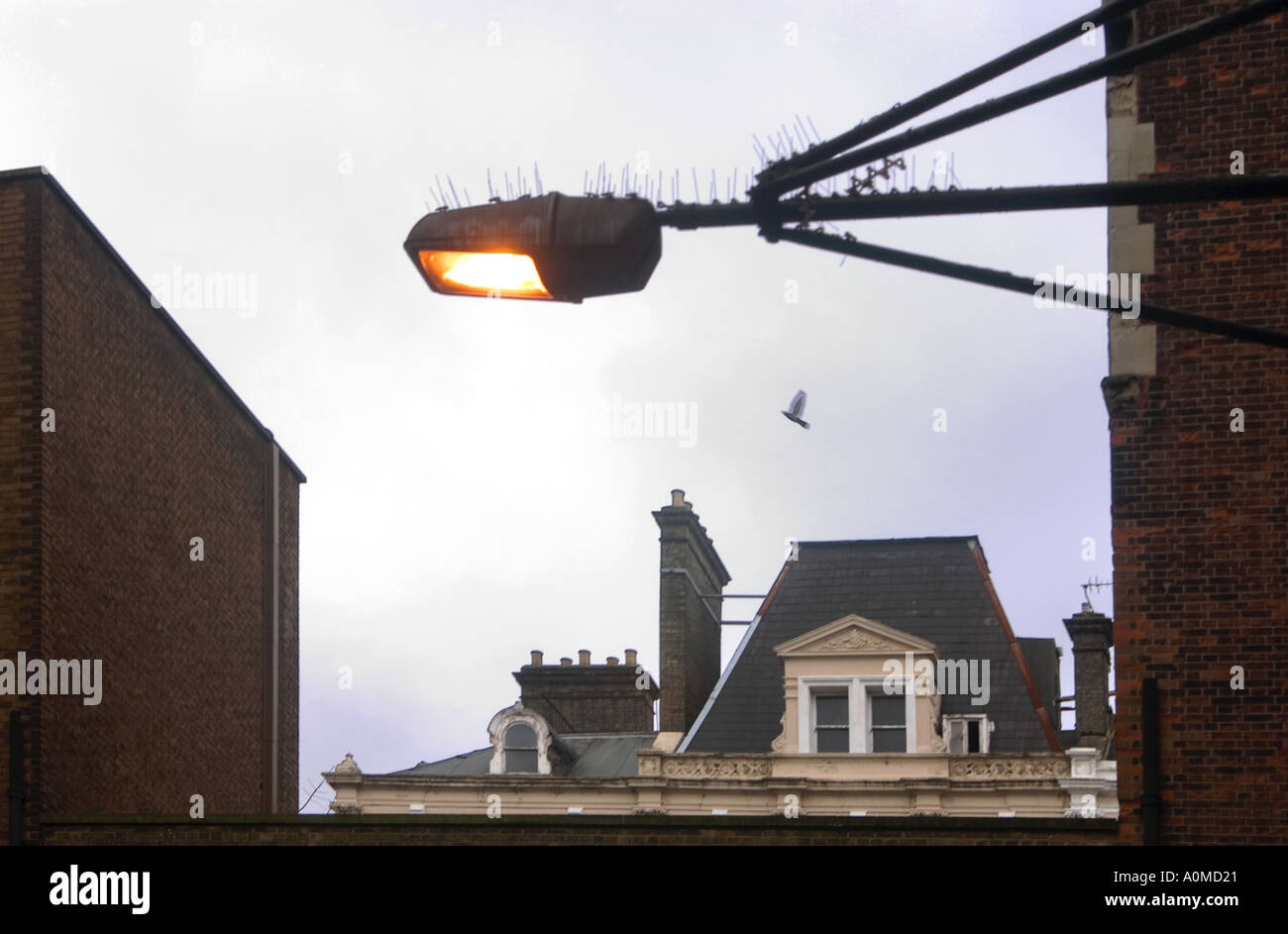 View of a London roof top and cloudy sky with lit streetlight with wire bird deterant on it in foreground and bird flying by Stock Photo