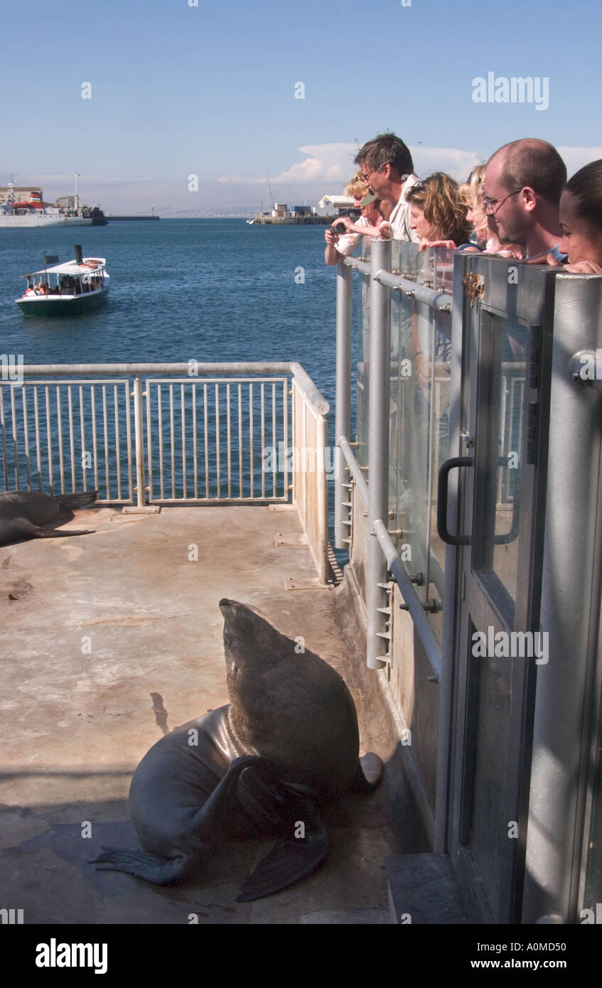 Tourists in Cape Town South Africa watching a sea lion by the water looking up at them Stock Photo
