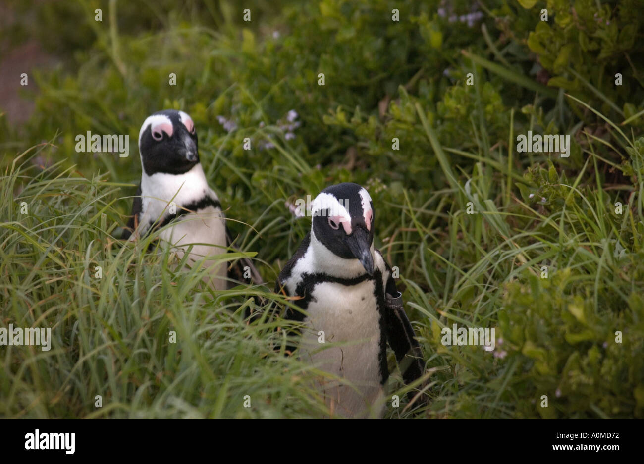 Jackass Penguins taking a walk through the grass in Cape Town South Africa Stock Photo