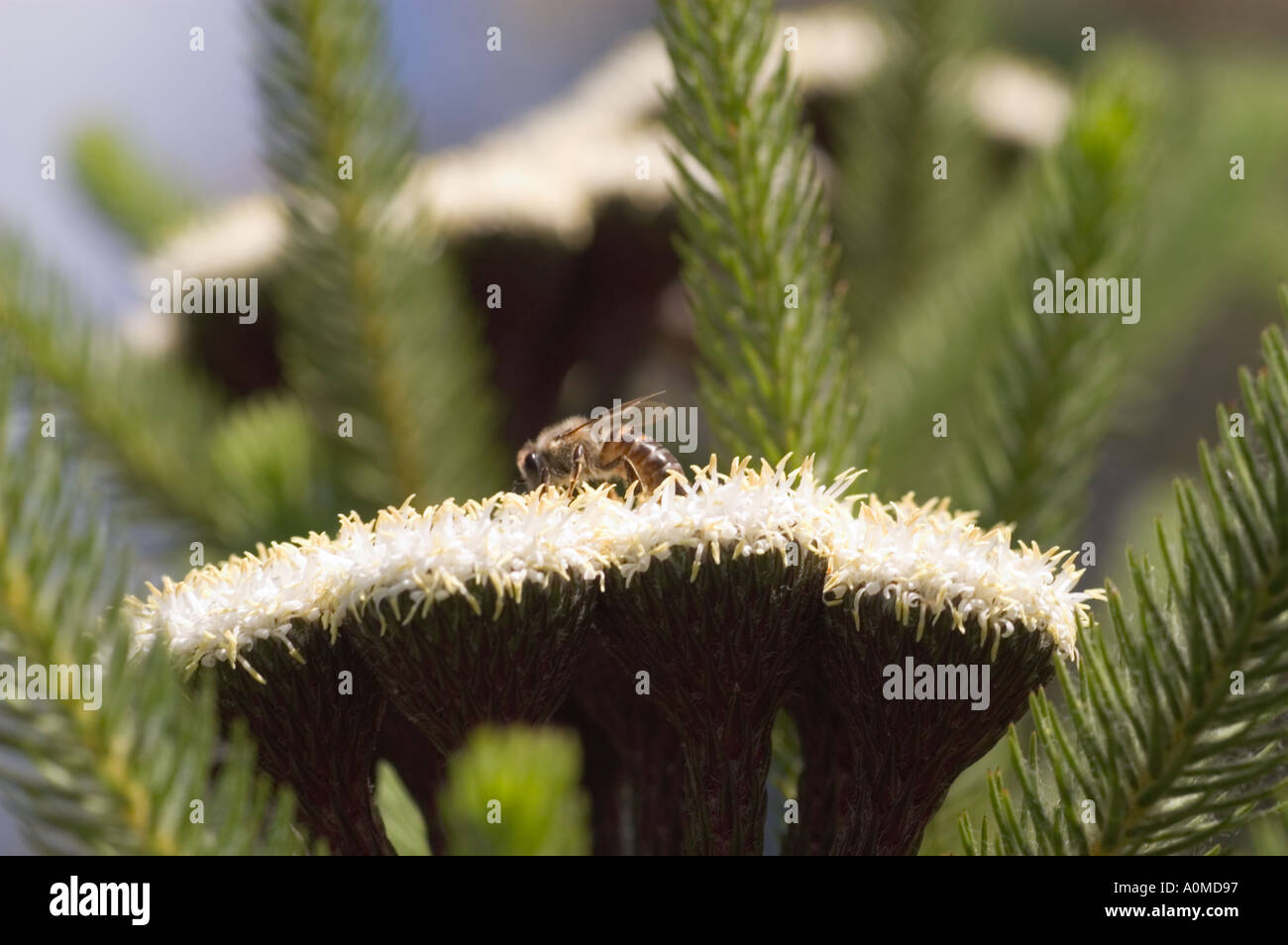 Close up of white flowers in bloom with bee Stock Photo