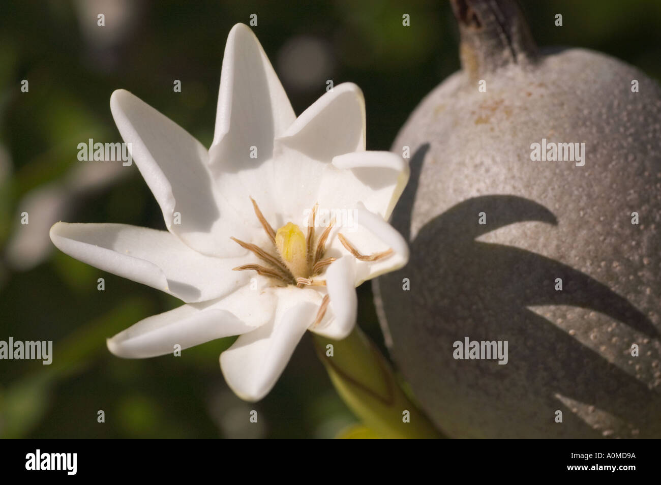 A flowering and fruiting white gardenia plant in Kirstenbosch Gardens at the base of Table Mountain Stock Photo